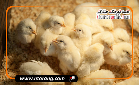 تولید ۳ میلیون تن مرغ، هدف نهایی برای سال جاری
